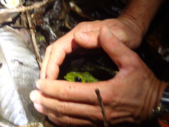 Meristogenys kinabaluensis