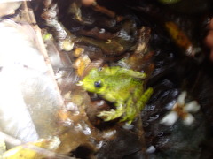 Meristogenys kinabaluensis