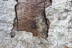 Microtomus cinctipes