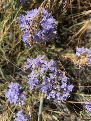 Eriastrum densifolium