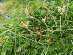 Antennaria dioica