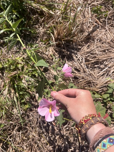 Foto de Malva-do-pântano