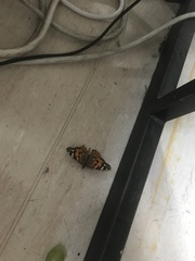Vanessa cardui