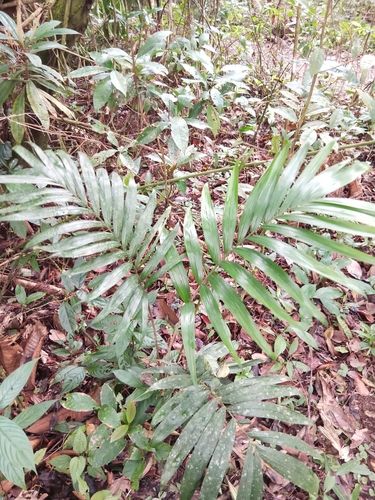 Foto de Pupunha-brava