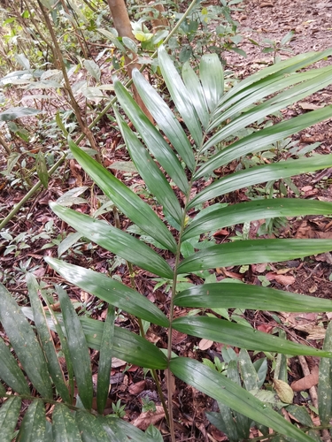 Foto de Pupunha-brava
