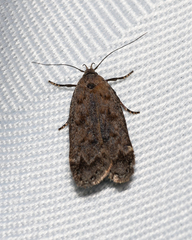 Anacampsis innocuella