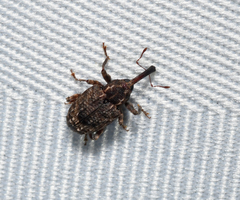 Conotrachelus aratus