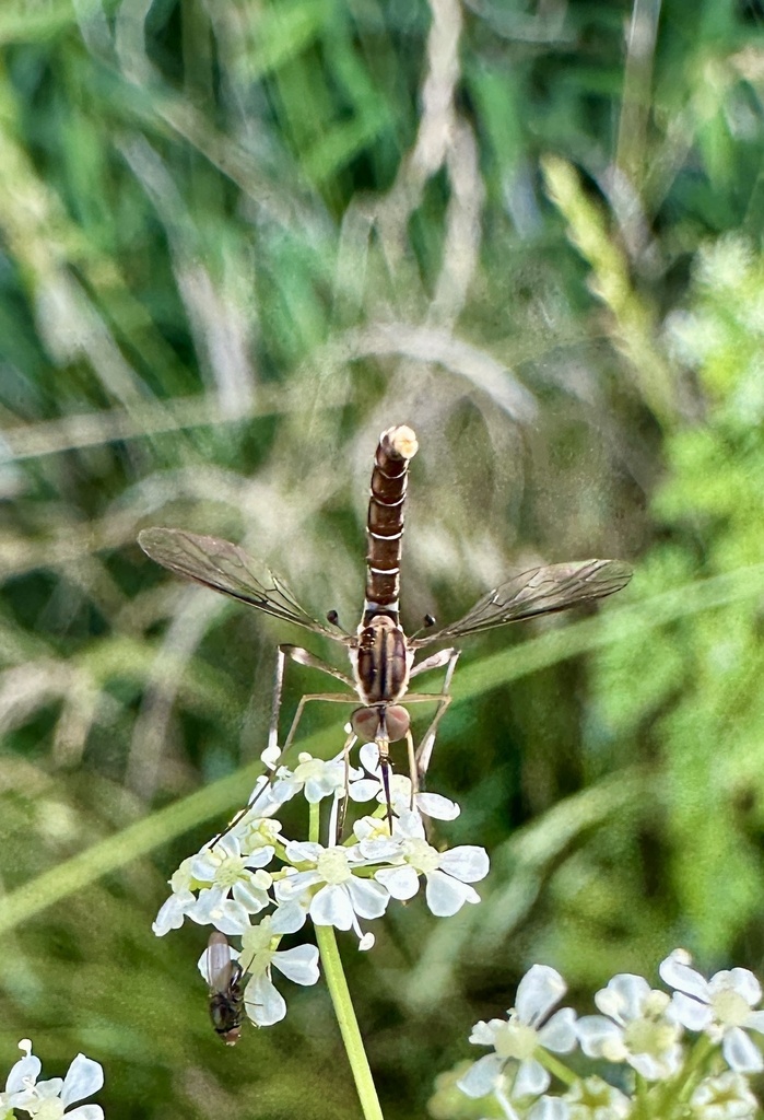Dolichomyia detecta