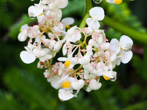 Begonia nelumbiifolia observed 2025-01-27