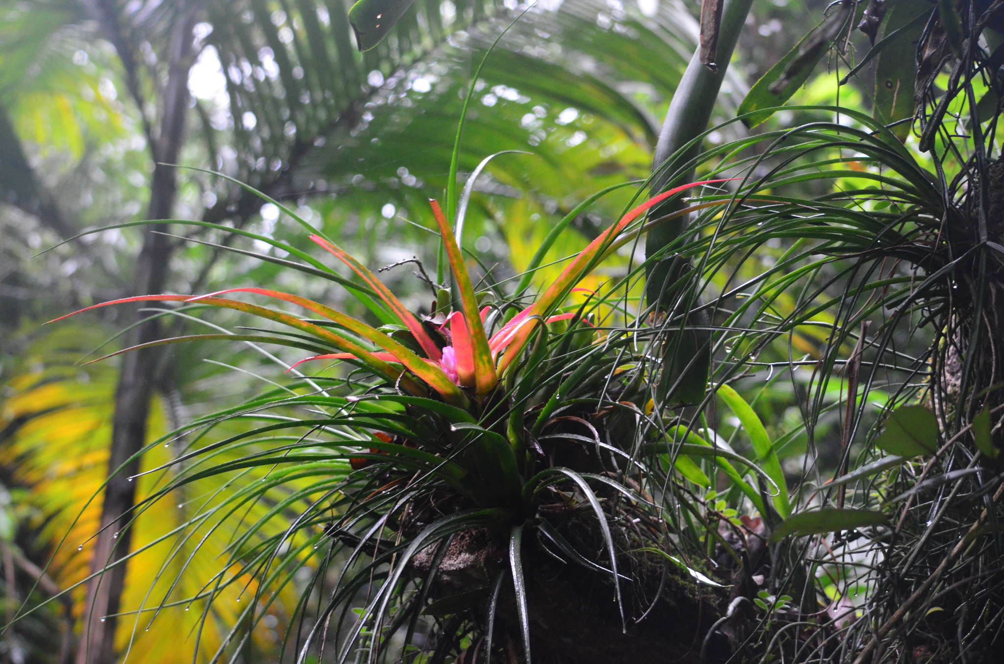 Aechmea recurvata