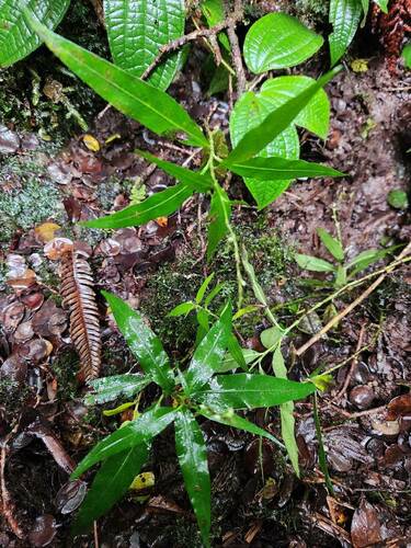 Persicaria punctata observed 2024-11-14