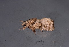 Callopistria guttulalis