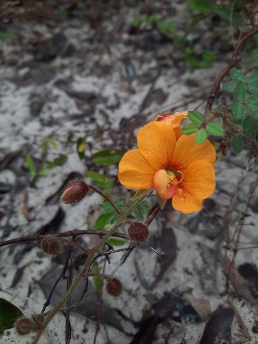 Chamaecrista fagonioides, 2024-04-05