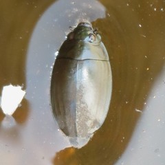 Dineutus sublineatus