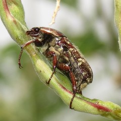 Euphoria leucographa