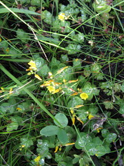Hypericum elodes