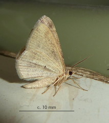 Chiasmia inconspicua