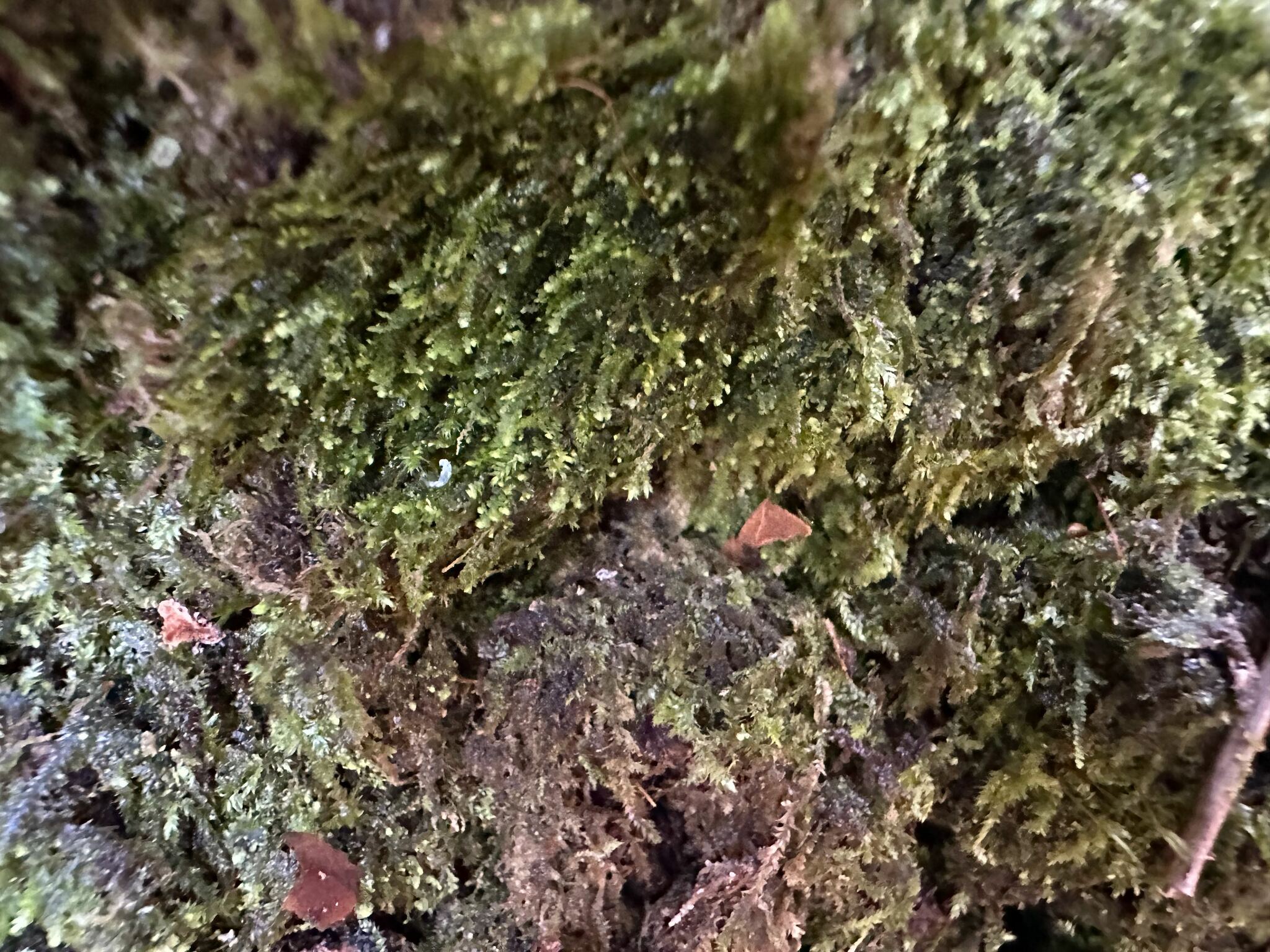 Cheilolejeunea rigidula