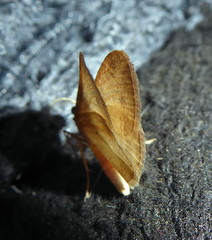 Chiasmia inconspicua