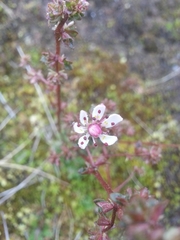 Micranthes foliolosa