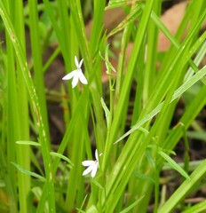 Lobelia stenophylla, photograph (c) Mark Clarke, some rights reserved (CC BY)