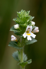 Euphrasia parviflora