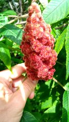 Rhus typhina
