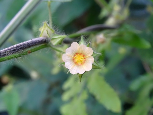 tropical fanpetals (Sida urens)