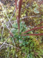 Micranthes foliolosa