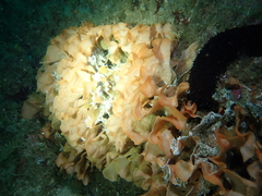 Pentapora foliacea