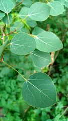 Populus tremuloides