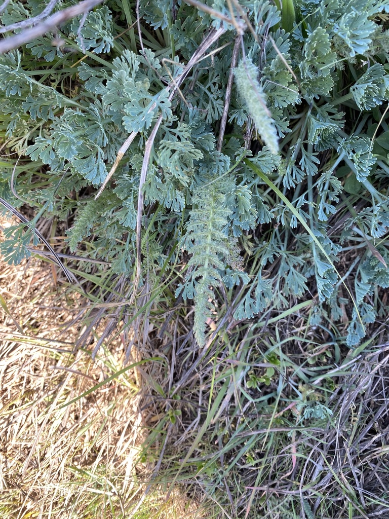flowering plants from Point Reyes National Seashore, Inverness, CA, US ...
