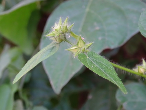 Sida urens