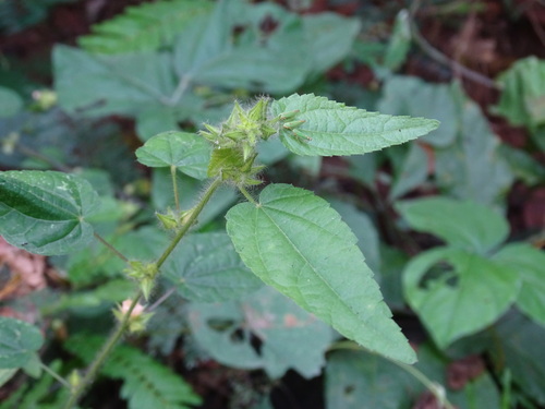 Sida urens