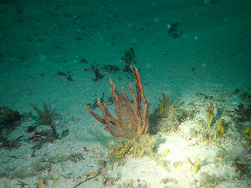 Adreus
