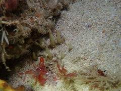 Ciocalypta penicillus