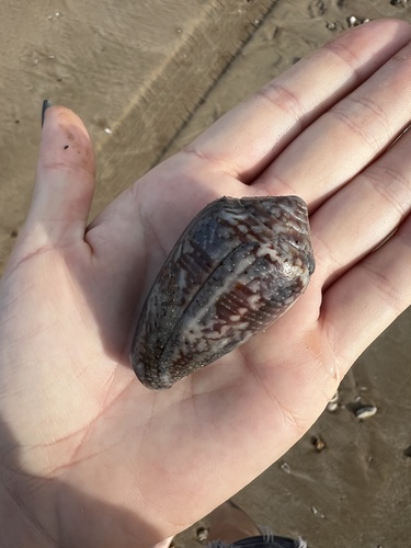 Conus monachus observed 2025-01-28