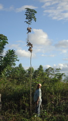 Jacaranda jasminoides