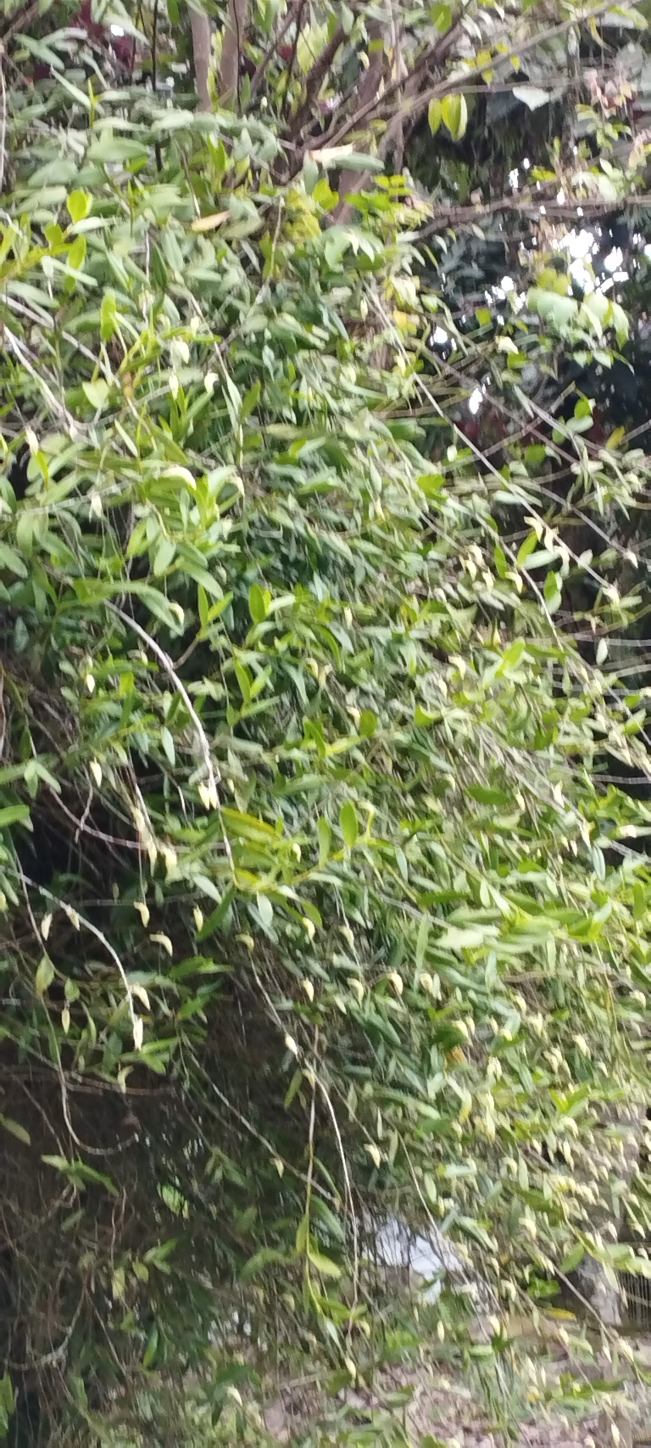 Imagem de Pomba-de-espírito-santo