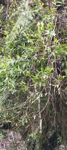 Foto de Pomba-de-espírito-santo