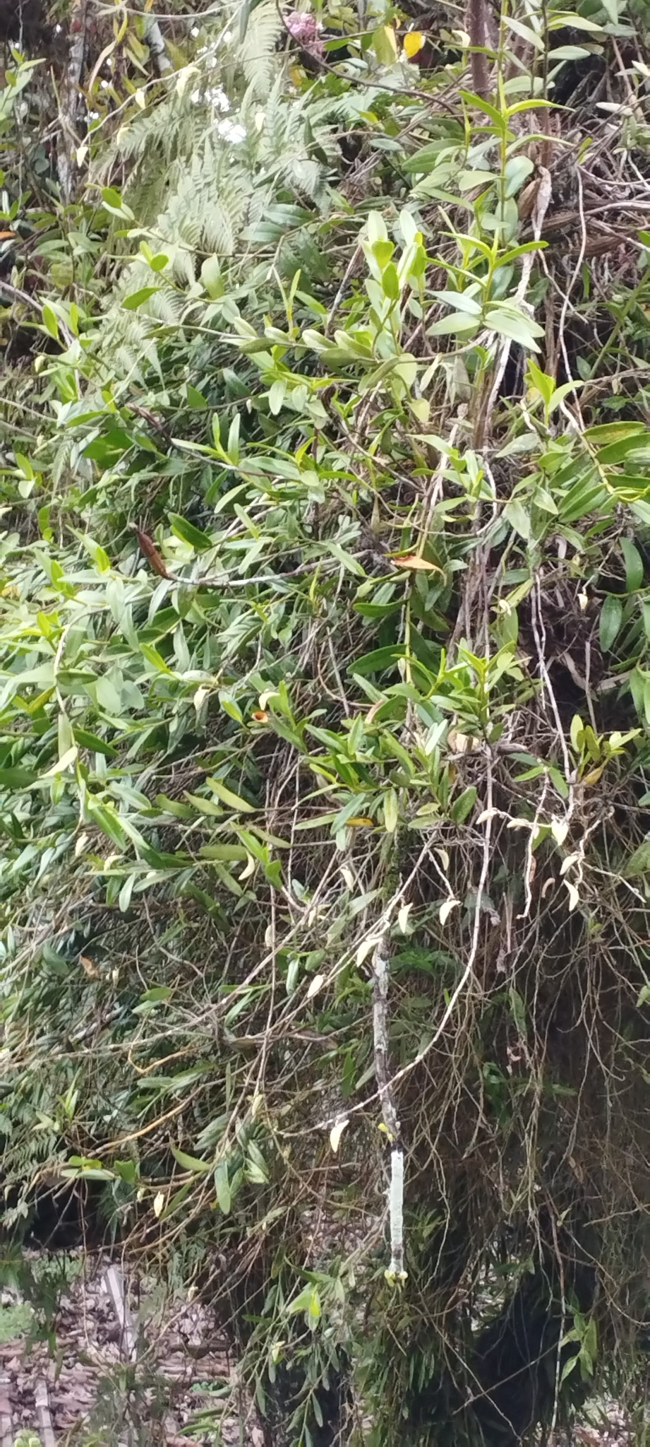 Imagem de Pomba-de-espírito-santo