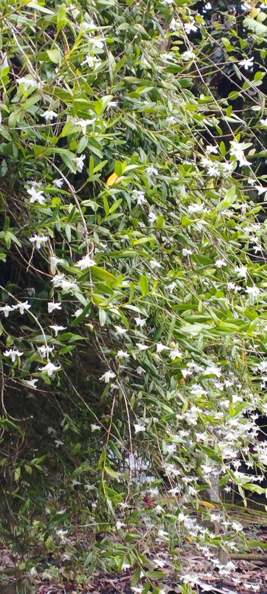 Imagem de Pomba-de-espírito-santo