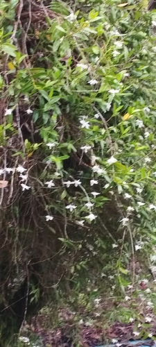 Foto de Pomba-de-espírito-santo