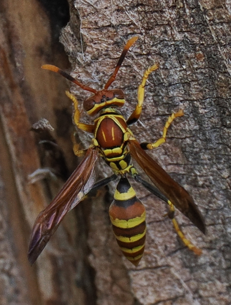 Polistes incertus