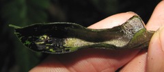 Aristolochia tonduzii
