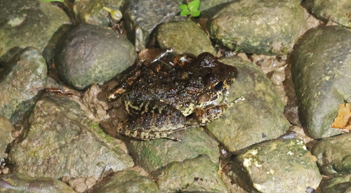 Nombre de Dios Streamside Frog