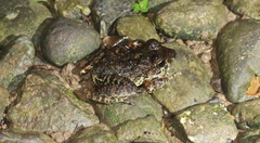 Nombre de Dios Streamside Frog