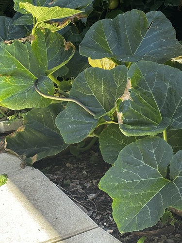 Common Tree Snake sighting