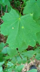 Acer platanoides
