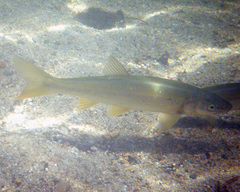 Ptychocheilus oregonensis